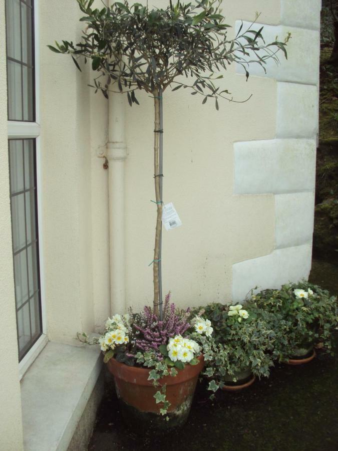 Bed and Breakfast Woodlands Looe Exterior foto